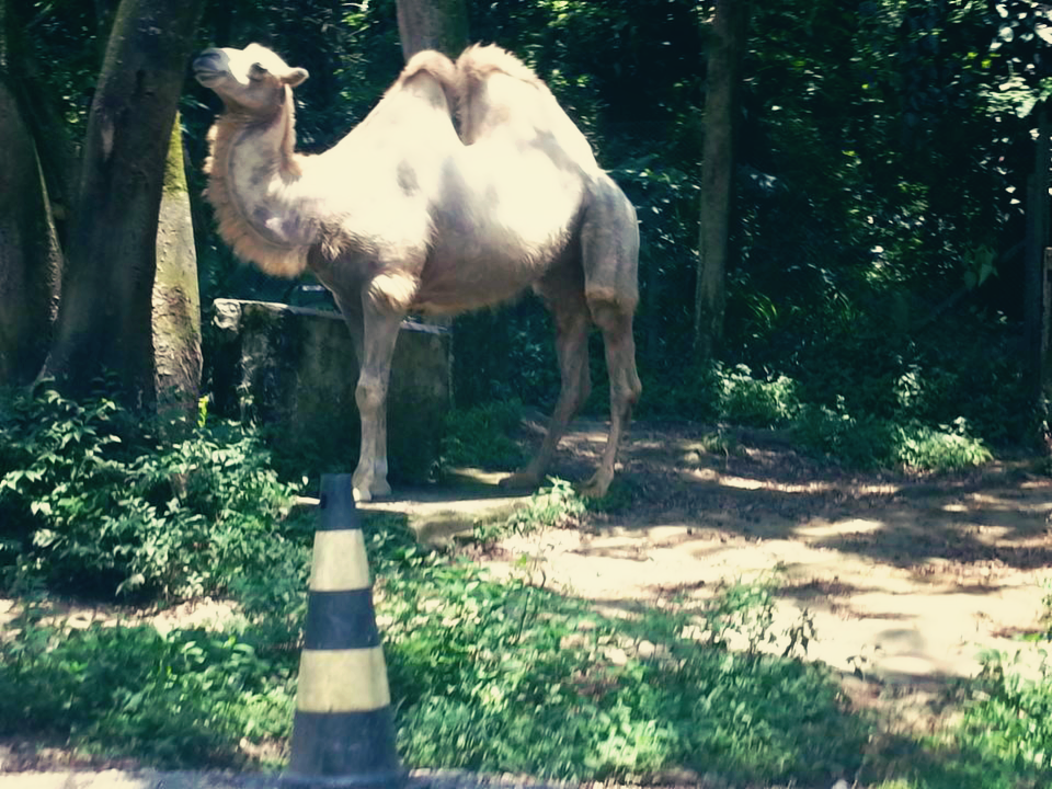 Camelo, do Zoo Safari