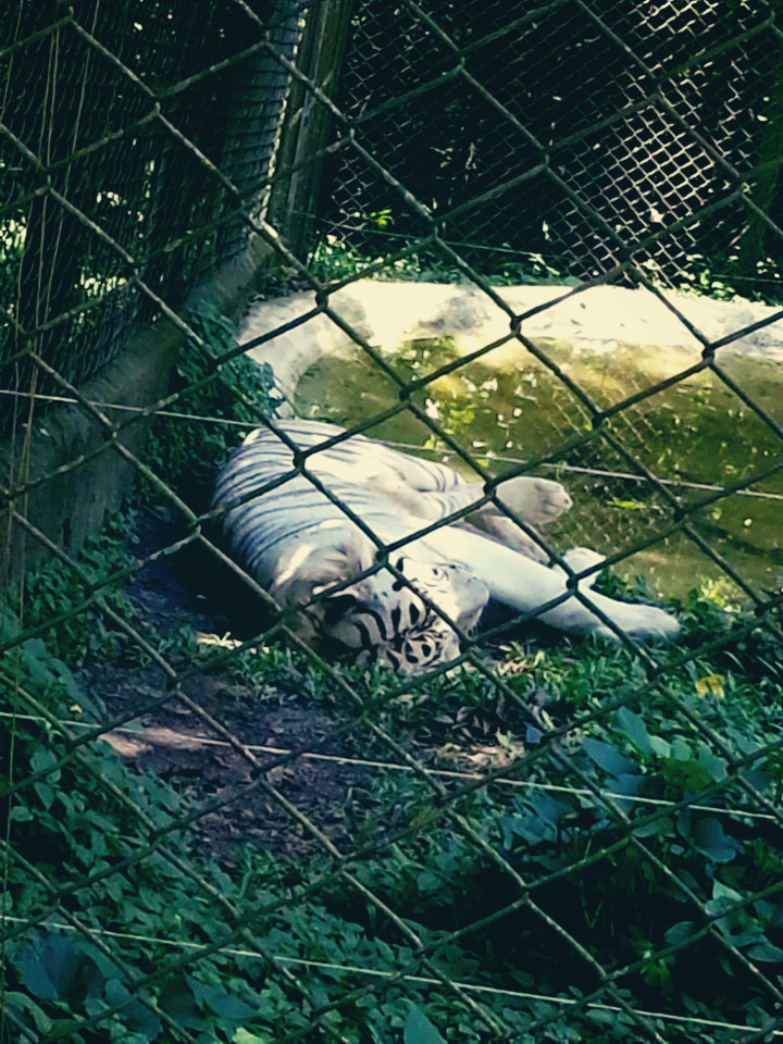 Tigre branco do zoo zafari