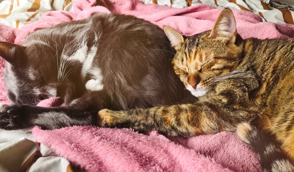 Fotos das minhas bbs (Nina e Zoe) dormindo, porque foto de gato é sempre bom!