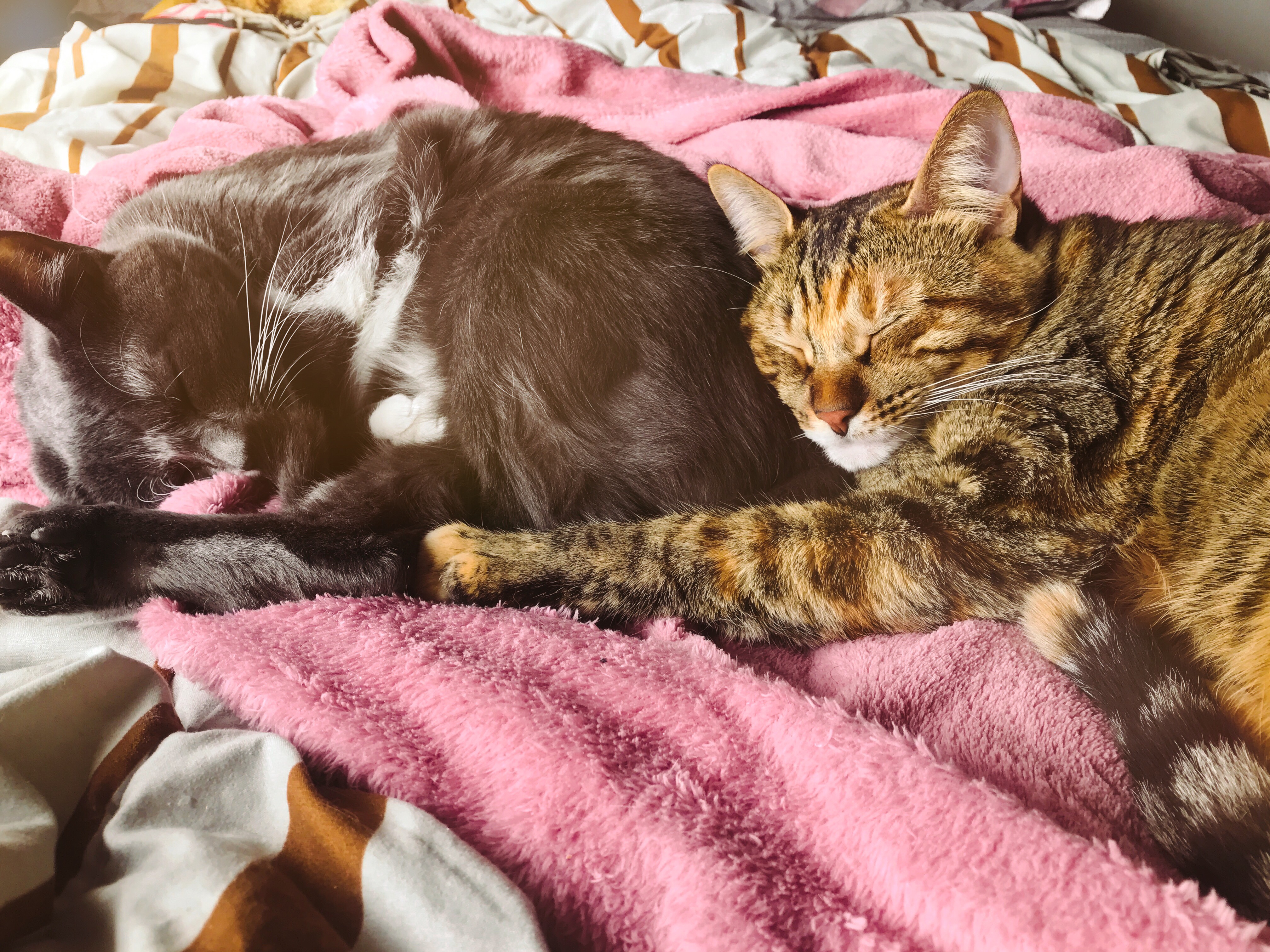 Fotos das minhas bbs (Nina e Zoe) dormindo, porque foto de gato é sempre bom!